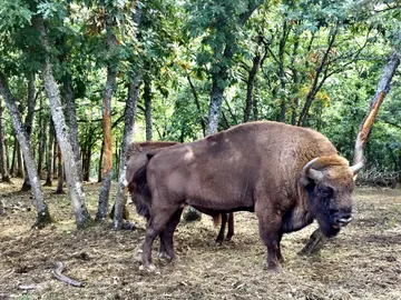 Museo de la Fauna Salvaje, León Museo de la Fauna Salvaje, León