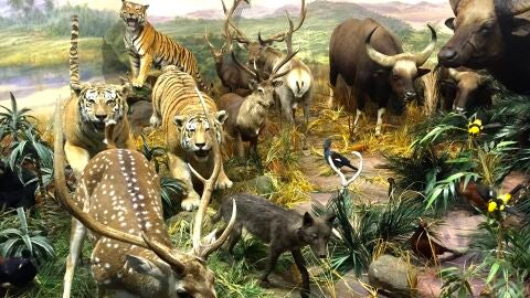 Museo de la Fauna Salvaje, León