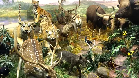 Museo de la Fauna Salvaje, León Museo de la Fauna Salvaje, León