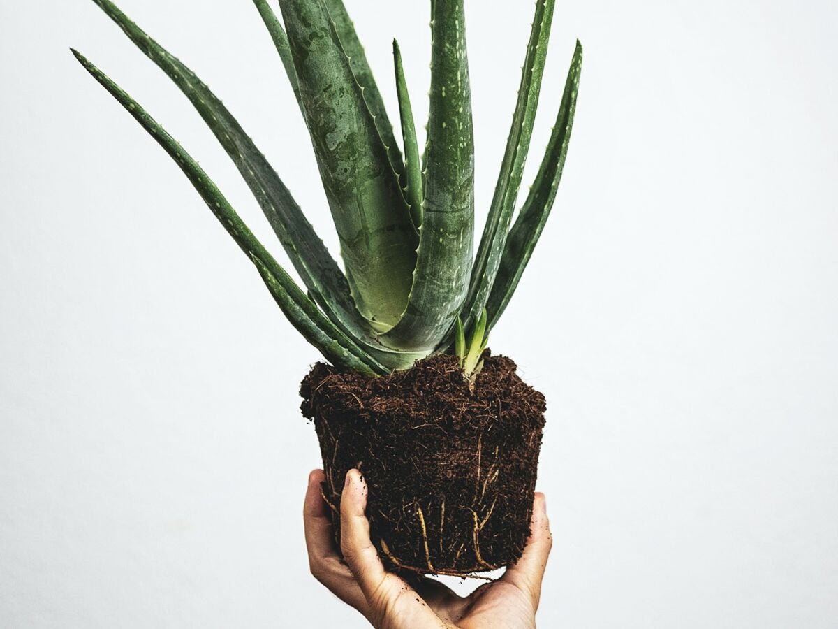 Cmo cuidar una planta de aloe vera: la gua definitiva