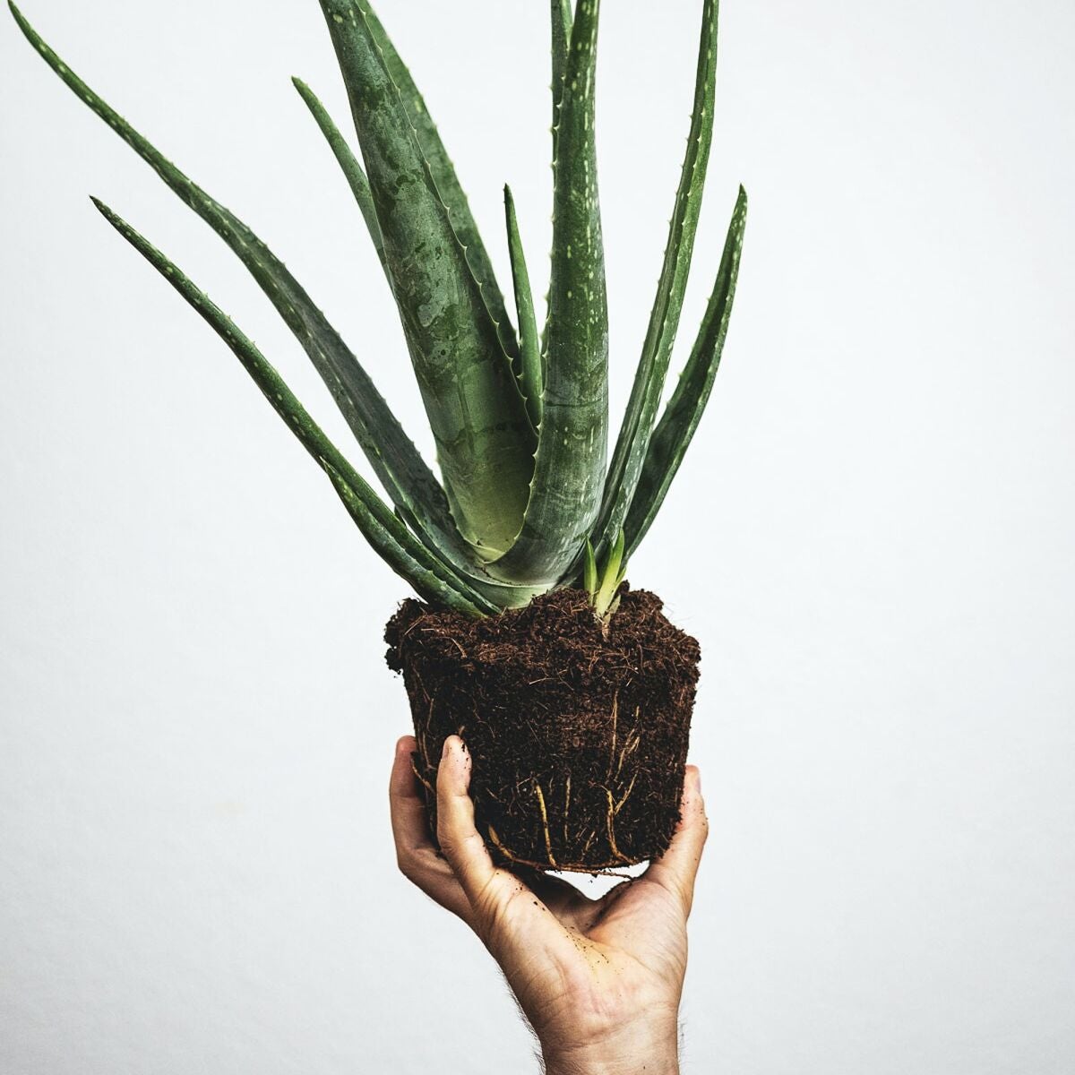 Planta De Aloe Variegata En Venta En Corrientes Corrientes Por Sólo