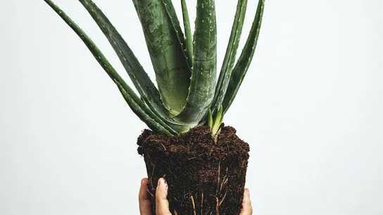Cómo cuidar una planta de aloe vera: la guía definitiva Cómo cuidar una planta de aloe vera: la guía definitiva
