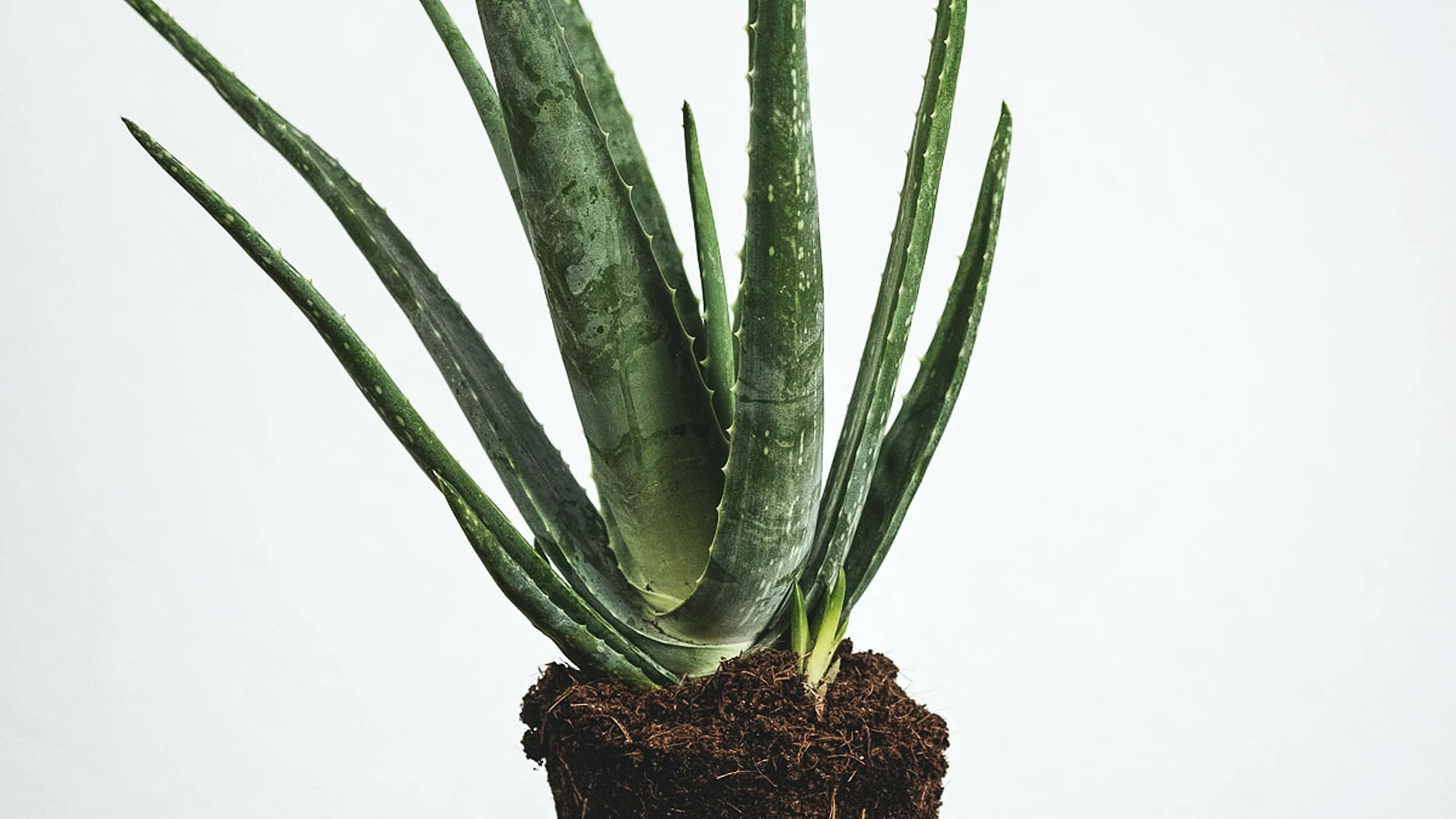 Cómo cuidar una planta de aloe vera: la guía definitiva