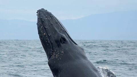 Ballena jorobada