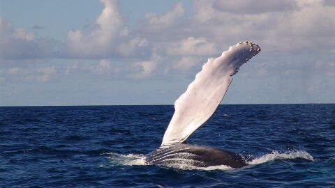 Ballena jorobada
