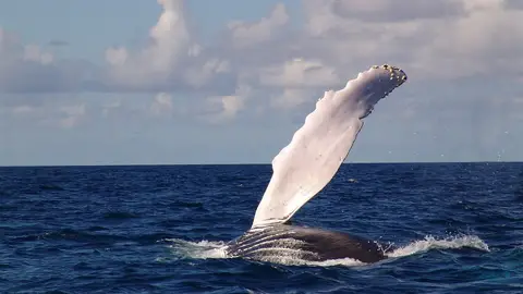 Ballena jorobada Ballena jorobada