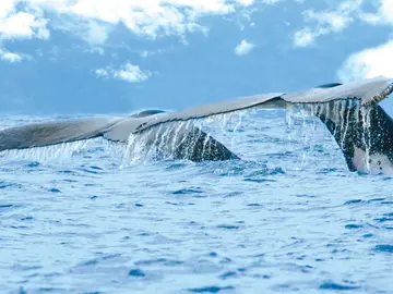 Ballenas Ballenas