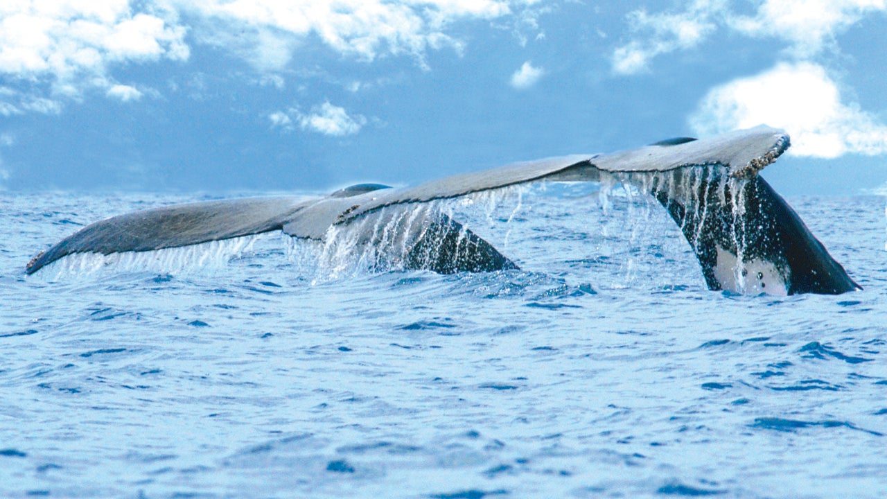 Ballenas a la vista en Costa Rica - Vimarsana News
