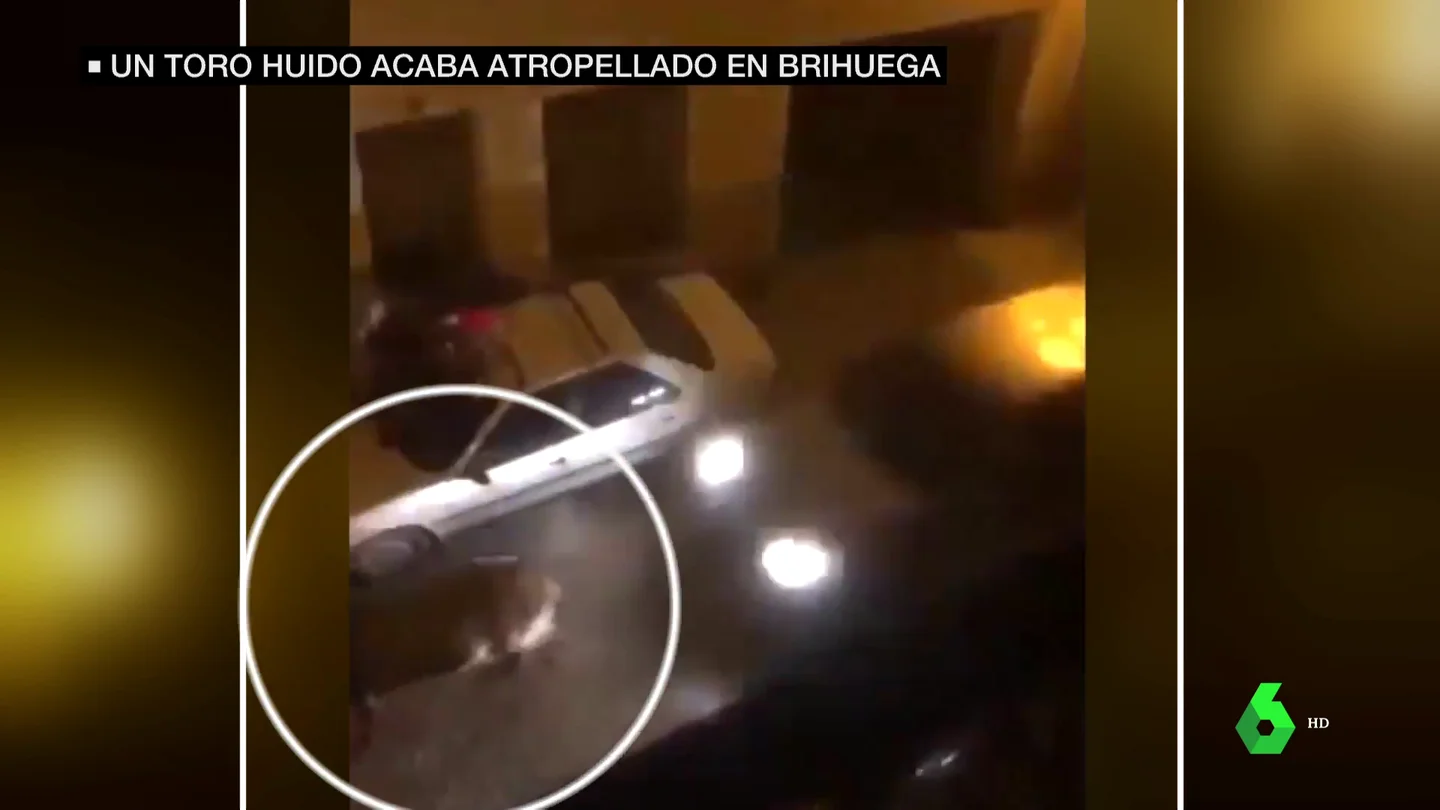 toro atropellado toro atropellado