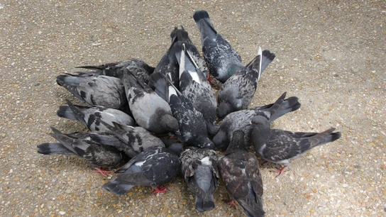 Cómo ahuyentar palomas y que no vuelvan Cómo ahuyentar palomas y que no vuelvan