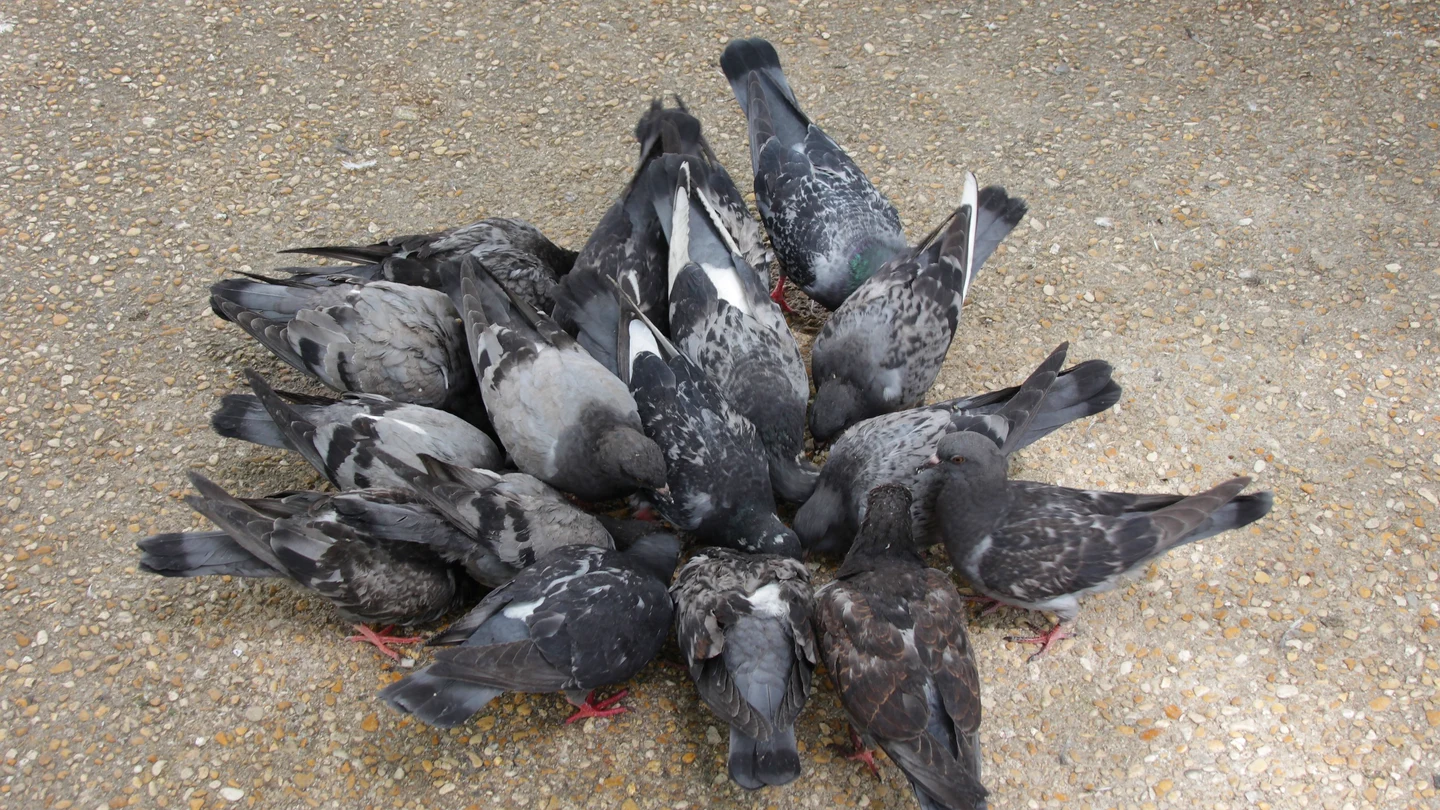 Cómo ahuyentar palomas y que no vuelvan Cómo ahuyentar palomas y que no vuelvan