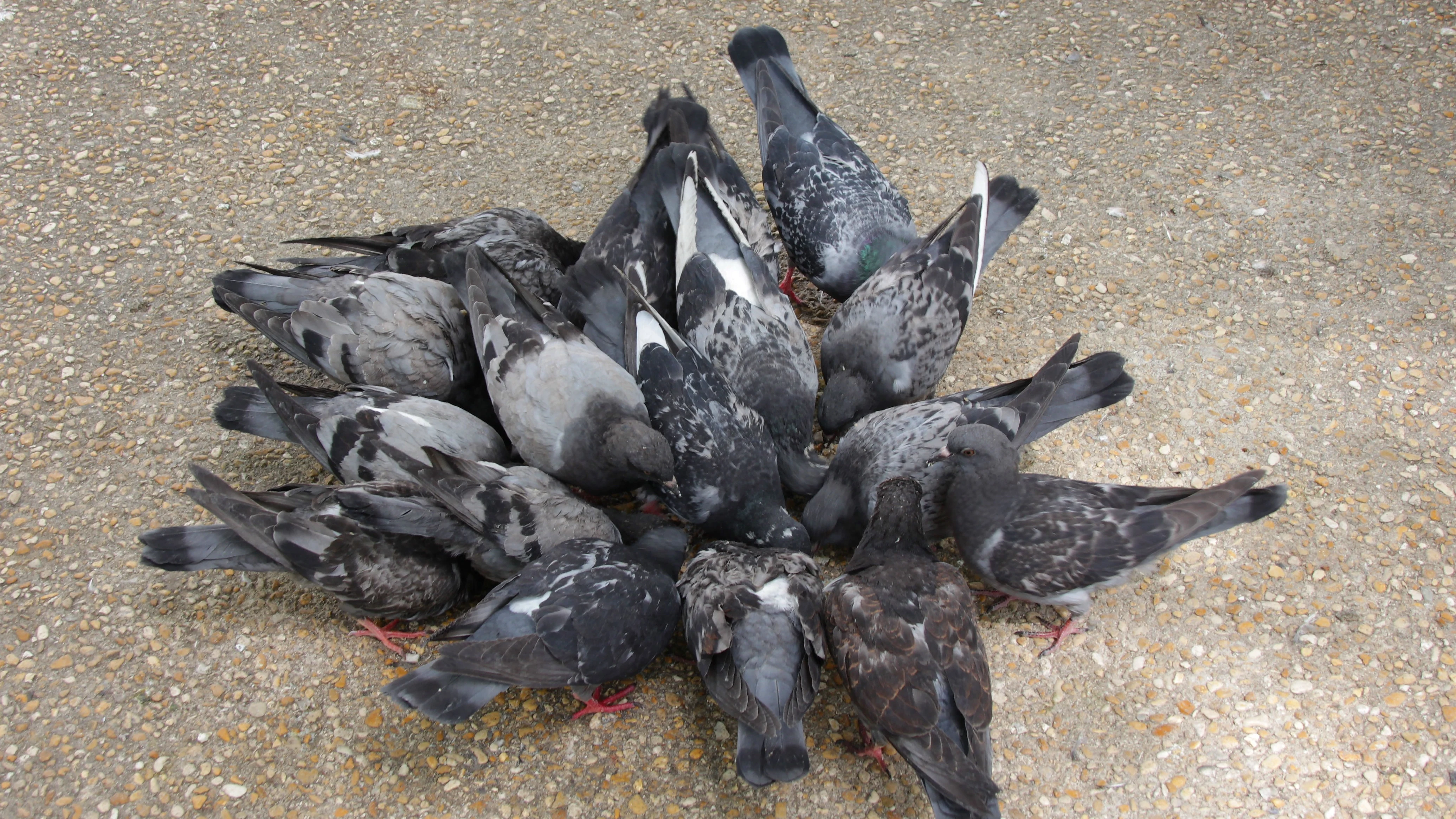 Cómo ahuyentar palomas y que no vuelvan