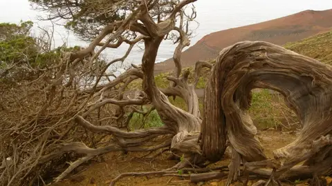 El Sabinar de El Hierro El Sabinar de El Hierro
