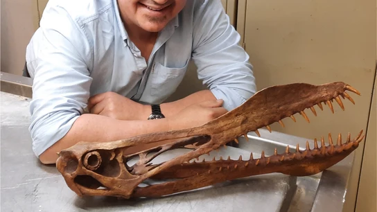 La mandíbula del "temible dragón". La mandíbula del "temible dragón".