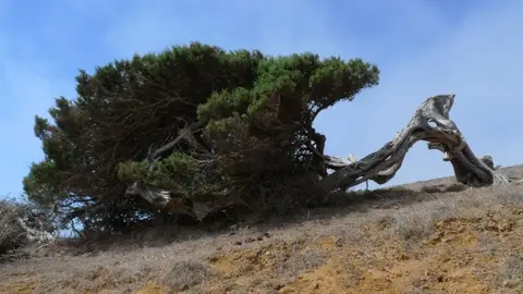 El Sabinar de El Hierro El Sabinar de El Hierro