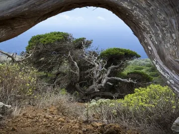 El Sabinar de El Hierro El Sabinar de El Hierro