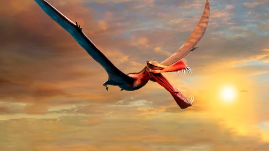 Así es el "temible dragón" gigante que sobrevoló Australia hace 145 millones de años Así es el "temible dragón" gigante que sobrevoló Australia hace 145 millones de años