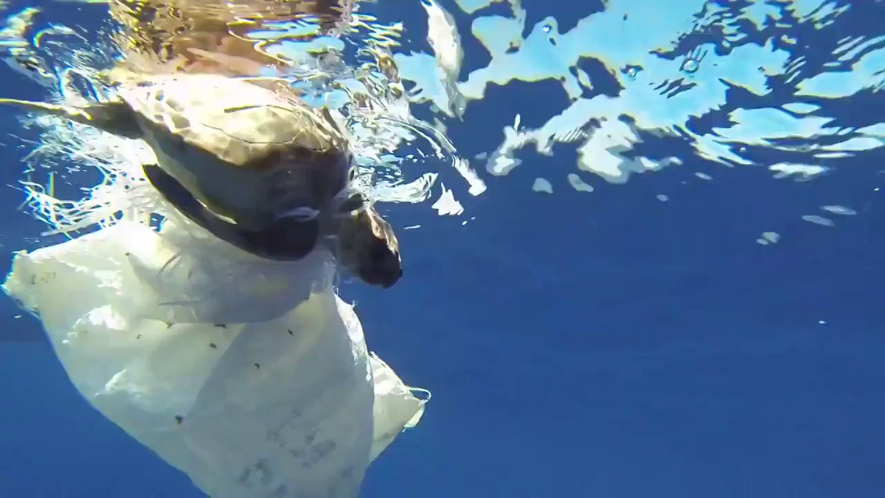 El peligro de nuestra basura en los mares: esto debes hacer si encuentras a un animal atrapado en plástico - Vimarsana News