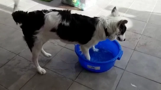 Efectos de la ola de calor en nuestras mascotas: consejos para que sobrelleven las excesivas temperaturas Efectos de la ola de calor en nuestras mascotas: consejos para que sobrelleven las excesivas temperaturas