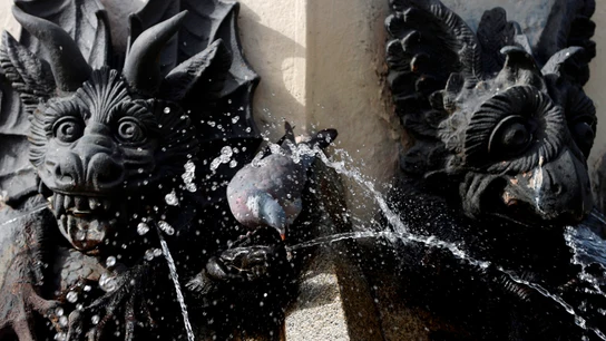 Una paloma se refresca en una fuente de El Retiro en plena ola de calor. Una paloma se refresca en una fuente de El Retiro en plena ola de calor.