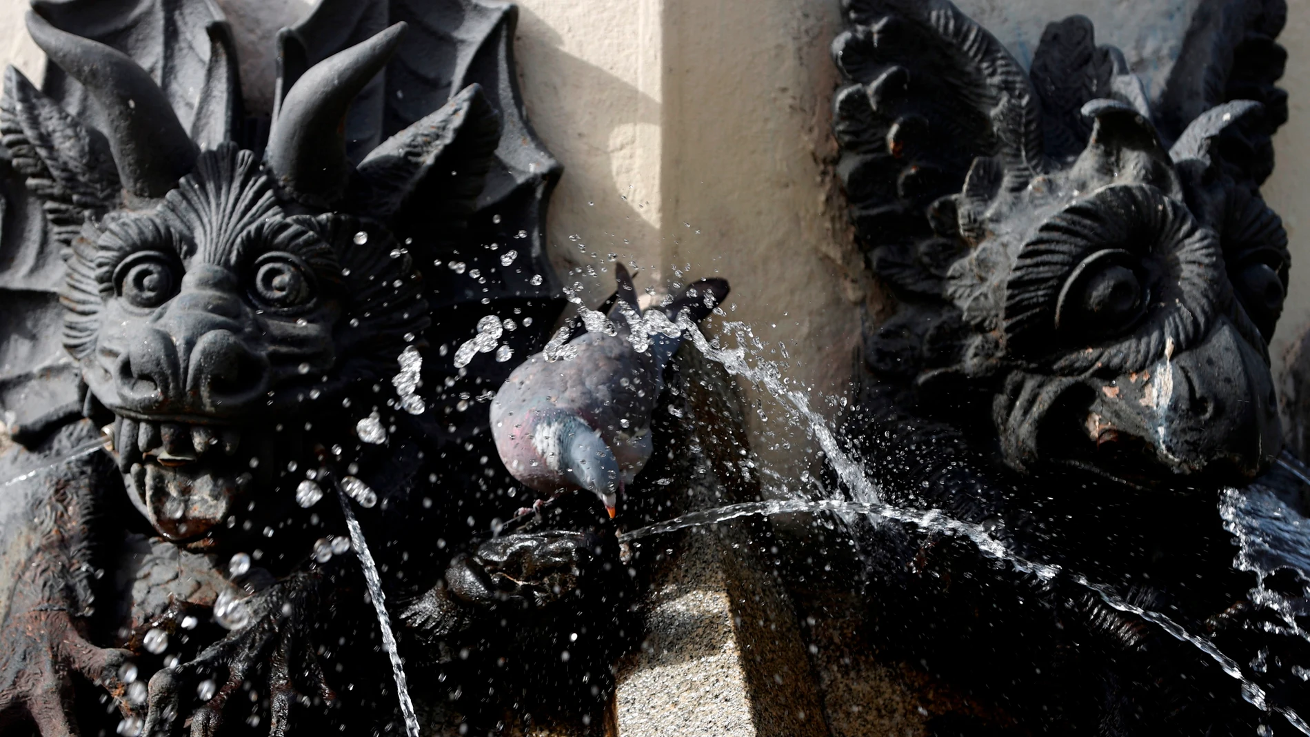 Una paloma se refresca en una fuente de El Retiro en plena ola de calor.