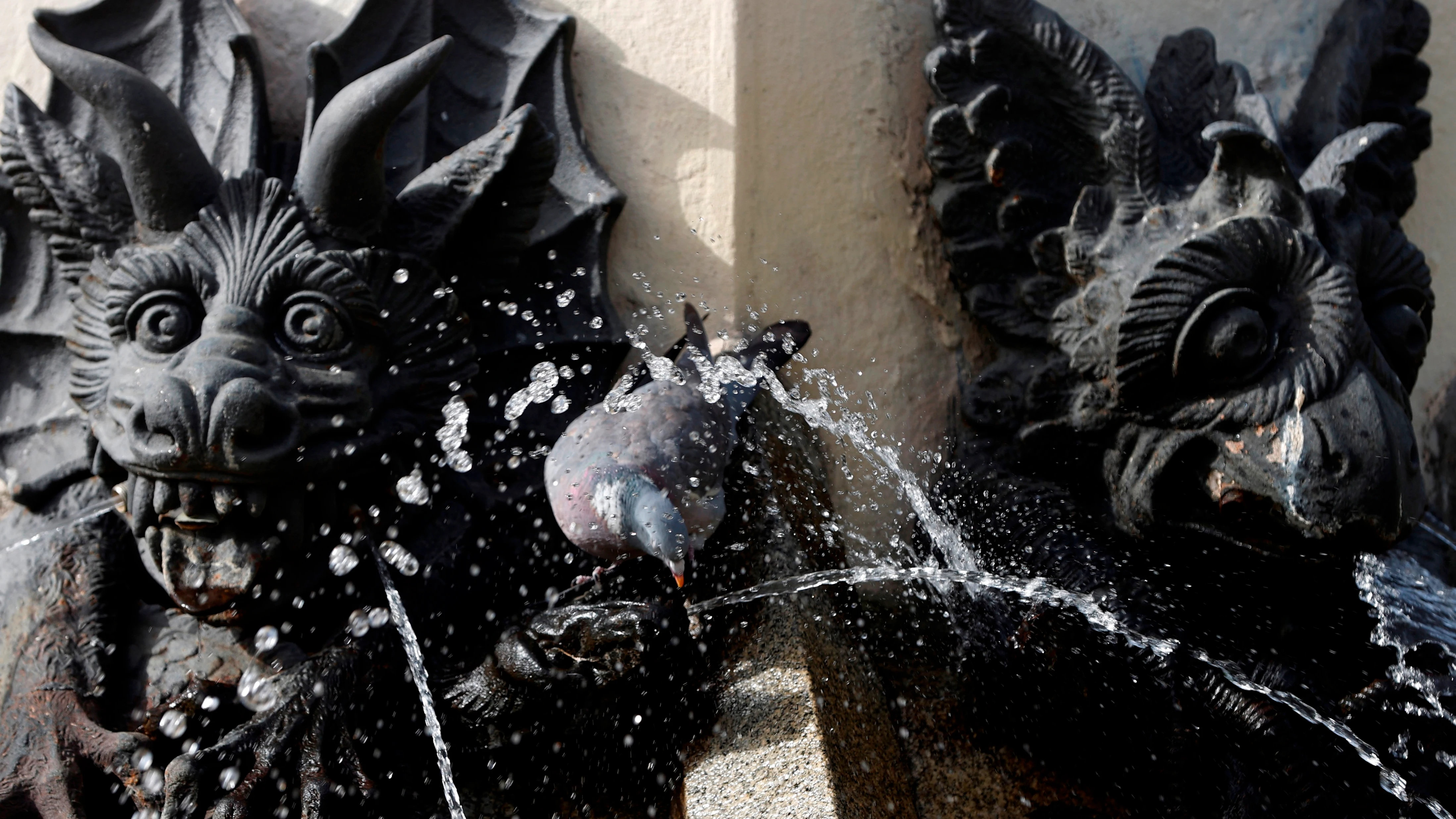 Una paloma se refresca en una fuente de El Retiro en plena ola de calor.