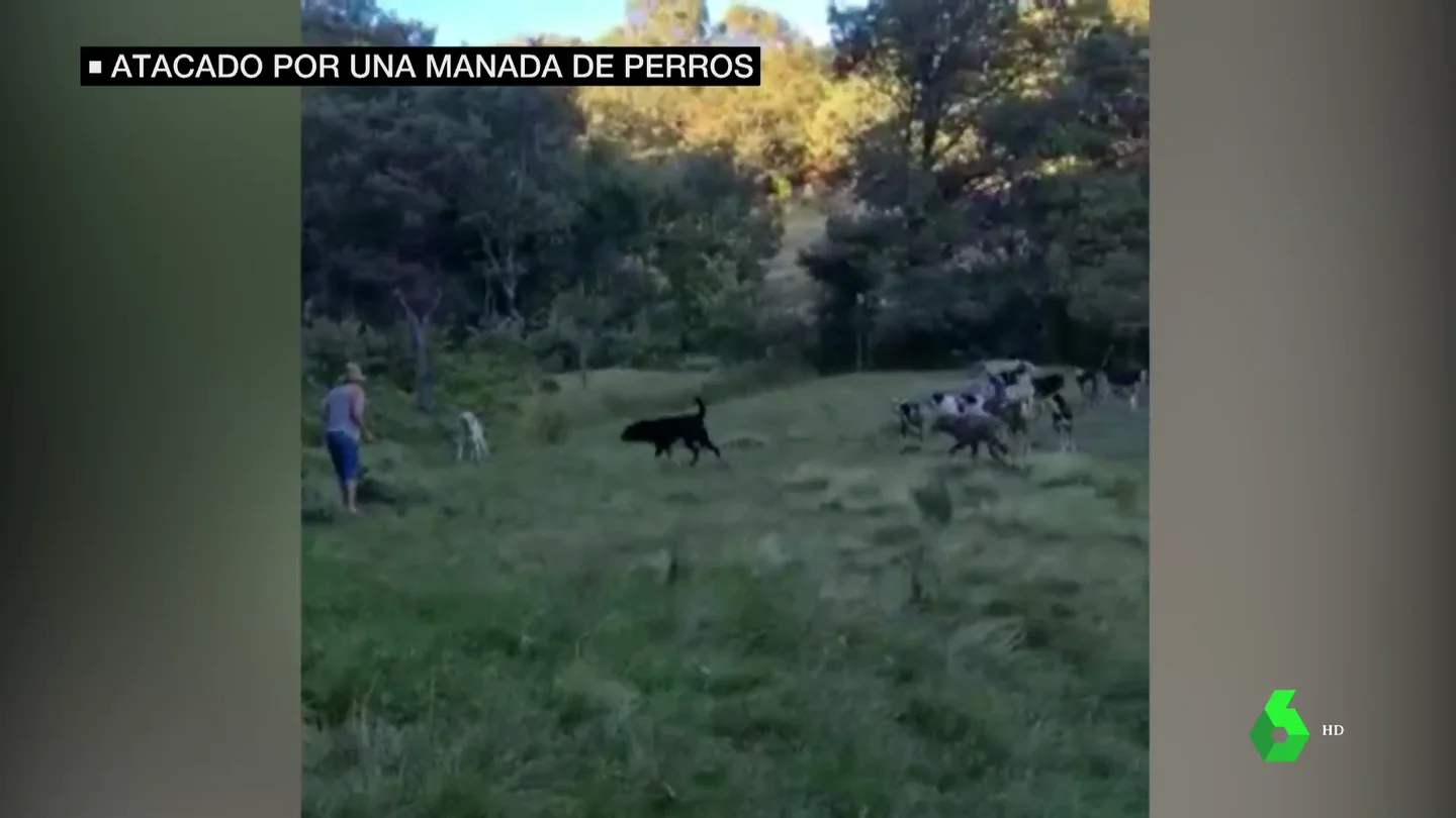 amenazado por 20 perros amenazado por 20 perros