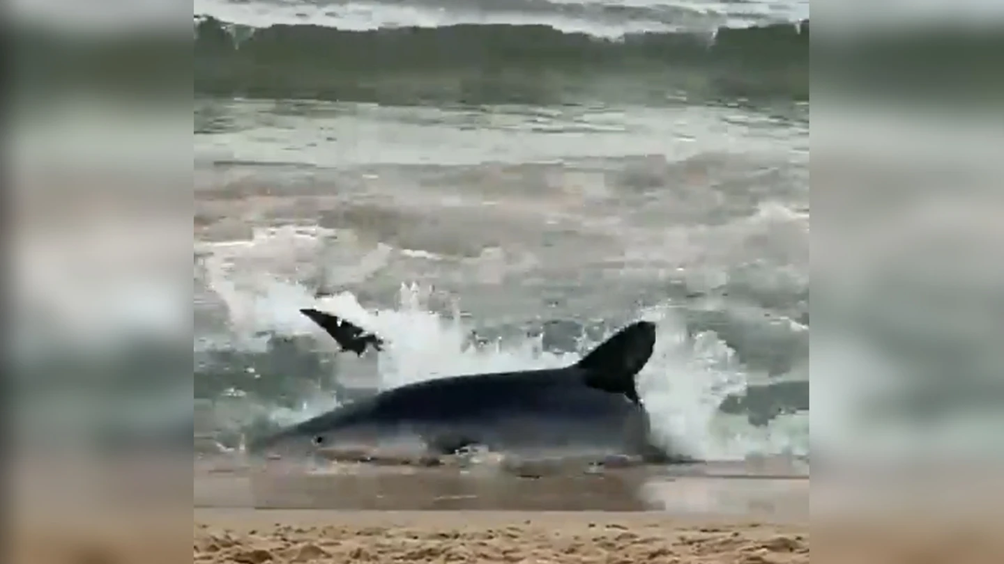 Susto en Benidorm: un tiburón azul obliga a vaciar de bañistas la playa de Poniente Susto en Benidorm: un tiburón azul obliga a vaciar de bañistas la playa de Poniente