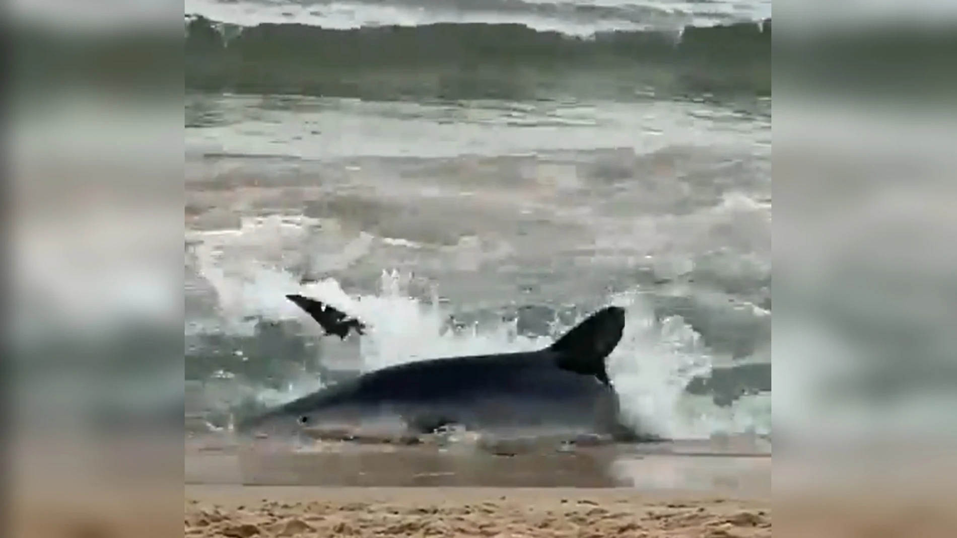 Susto en Benidorm: un tiburón azul obliga a vaciar de bañistas la playa de Poniente 