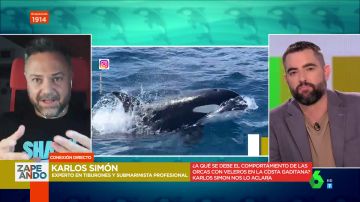 ¿A qué se deben los ataques de orcas a veleros en la costa de Cádiz?