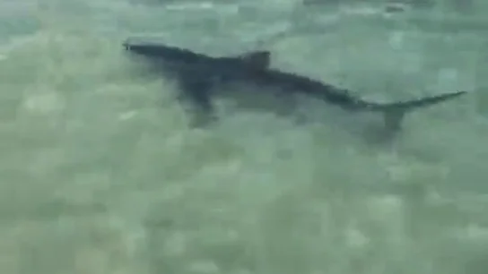La tintorera varada en Benidorm reaparece en Villajoyosa La tintorera varada en Benidorm reaparece en Villajoyosa