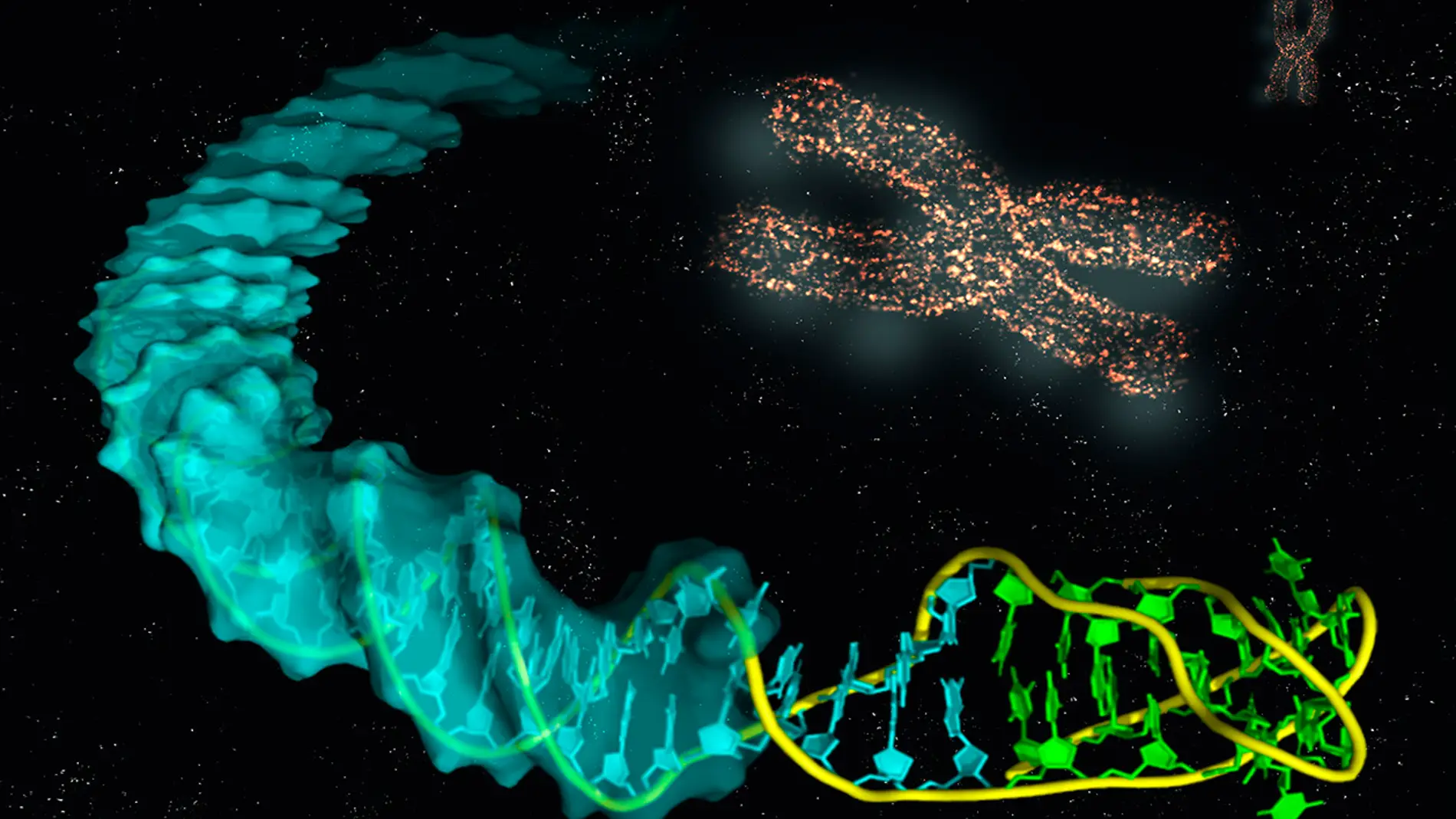 Imagen ilustrativa de la estructura de la unión del i-ADN con el B-ADN