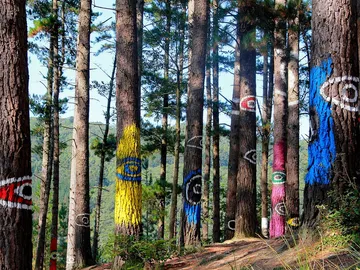 Bosque de Oma Bosque de Oma