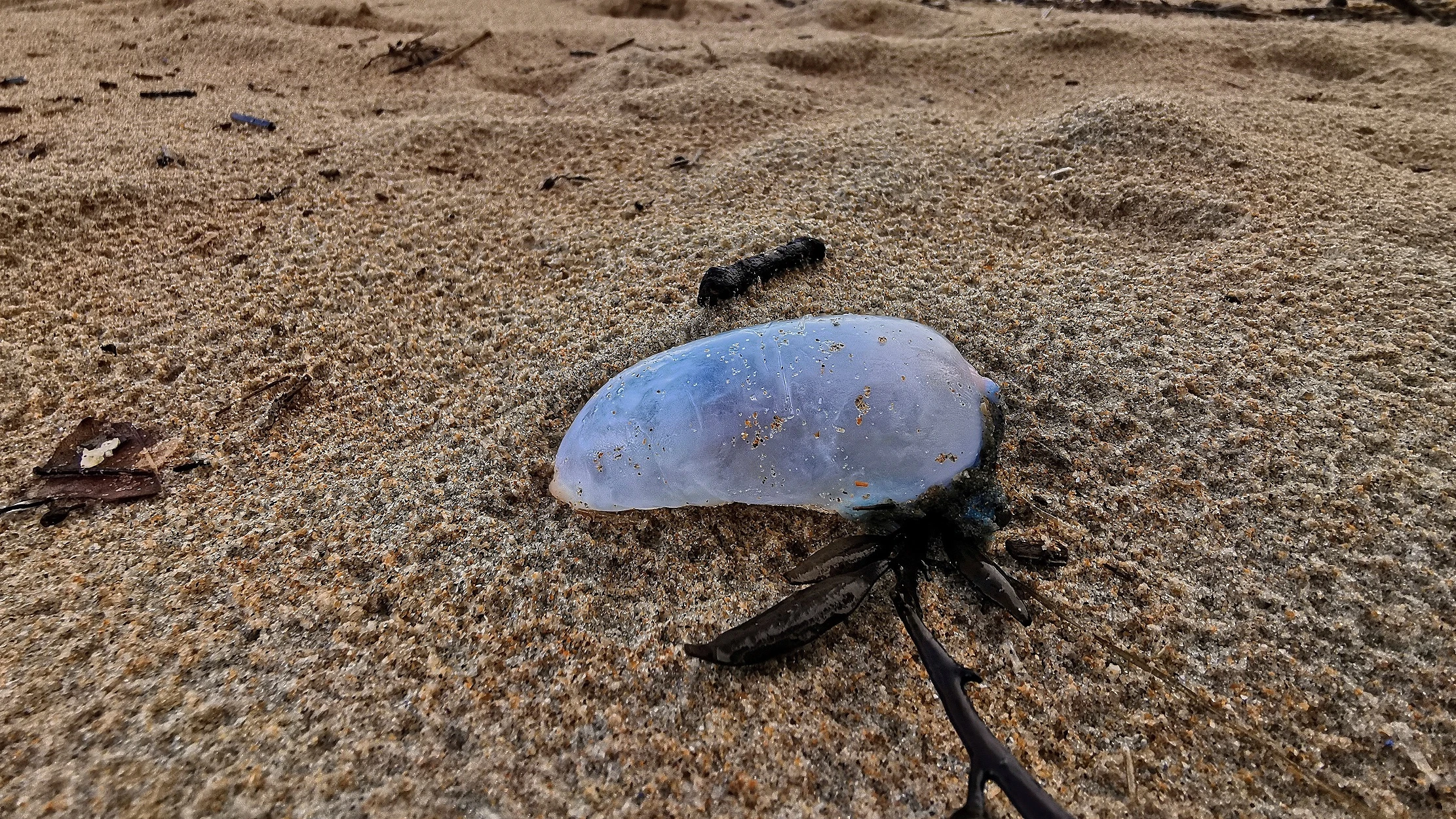 Aumenta la cantidad de medusas gigantes por el cambio climático