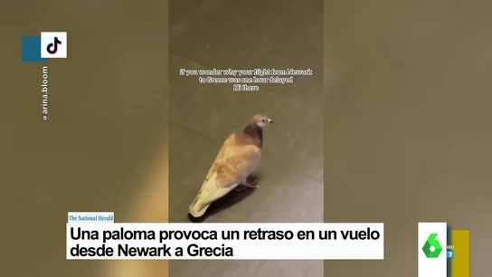 paloma paloma