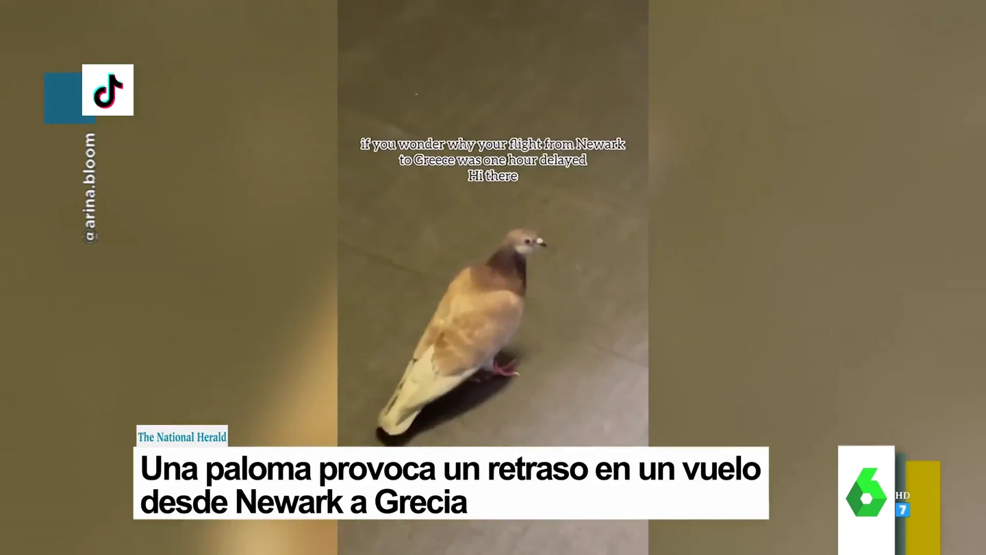 paloma paloma