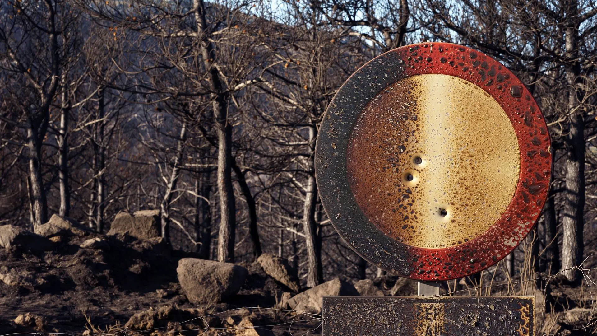 Pinares quemados en la cresta de la sierra del Pico Zapatero, que divide a las dos zonas afectadas por el incendio de Navalacruz (Ávila)