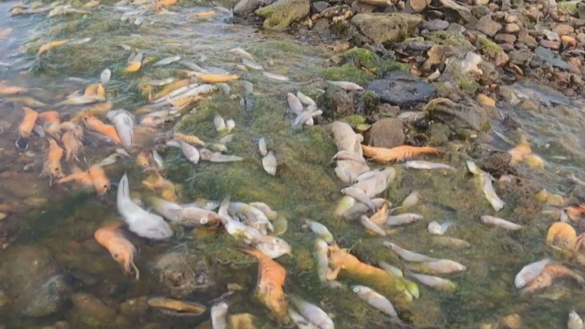 Peces muertos en el Mar Menor