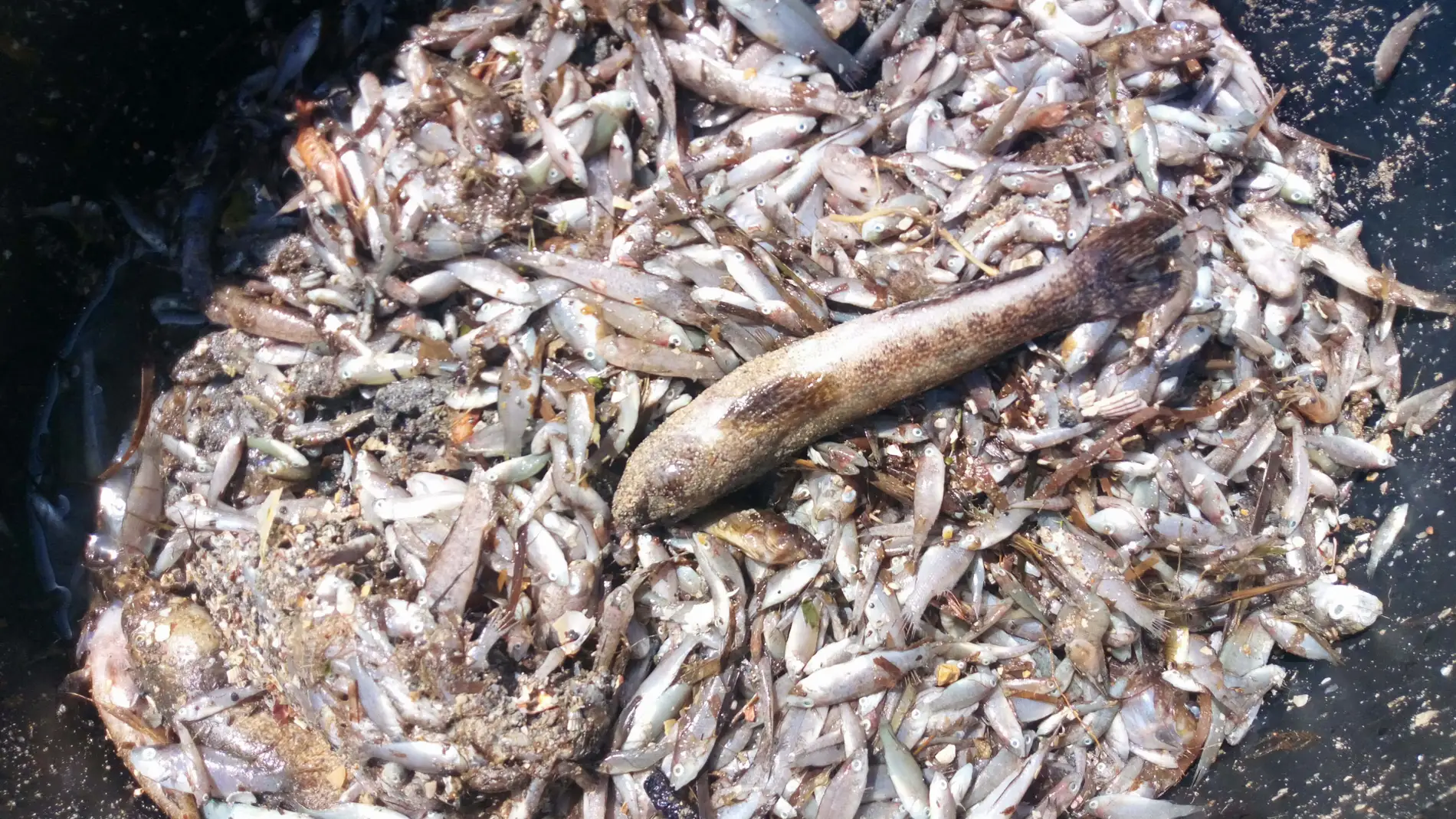 Peces muertos en el Mar Menor