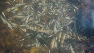 Imagen de los peces y crustáceos muertos en las playas del Mar Menor.