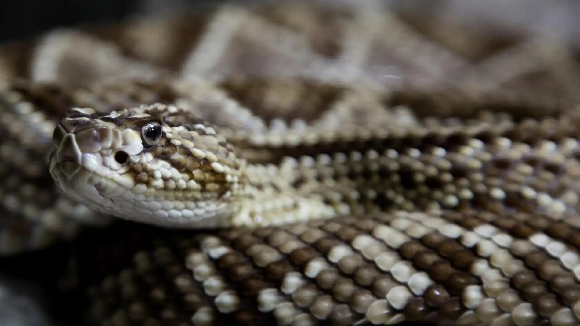 La serpiente de cascabel engana con su sonido a las posibles amenazas