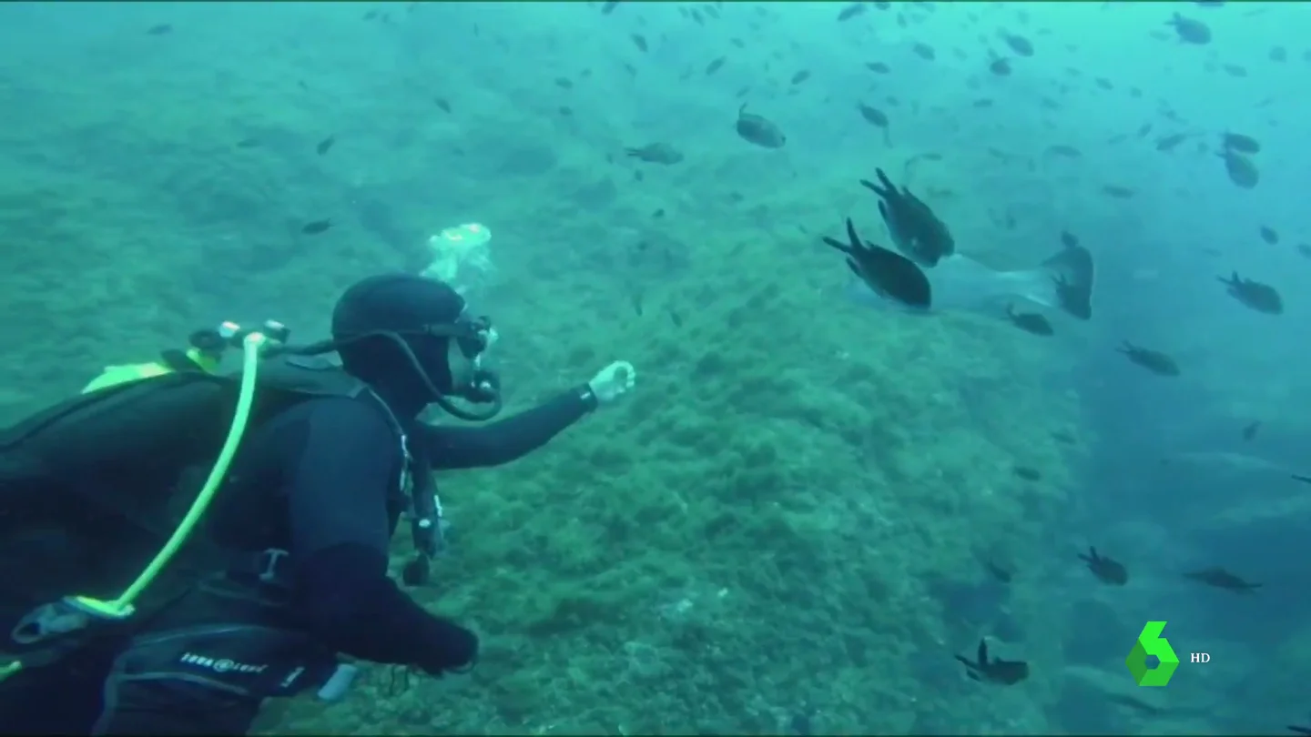 CLASES BUCEO CLASES BUCEO