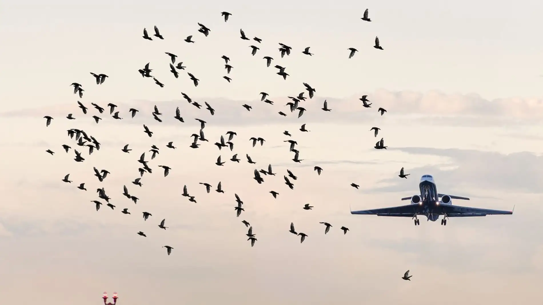 Choques entre aves y aviones