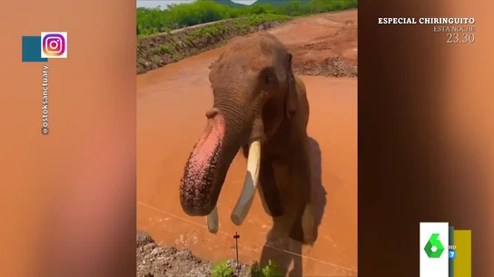La historia del elefante Big Boy: así es su nueva vida en un santuario de animales tras décadas de cautiverio La historia del elefante Big Boy: así es su nueva vida en un santuario de animales tras décadas de cautiverio