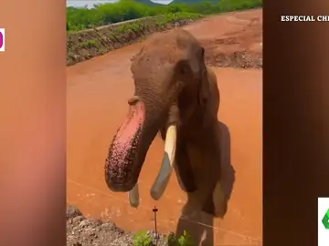 La historia del elefante Big Boy: así es su nueva vida en un santuario de animales tras décadas de cautiverio