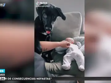 Un perro cuida tanto a un bebé que impide que se le acerque hasta la propia madre