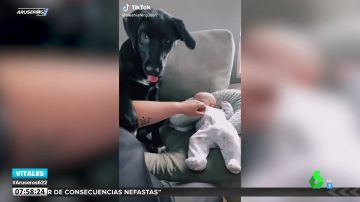 Un perro cuida tanto a un bebé que impide que se le acerque hasta la propia madre