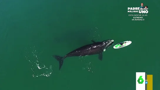 ballena ballena
