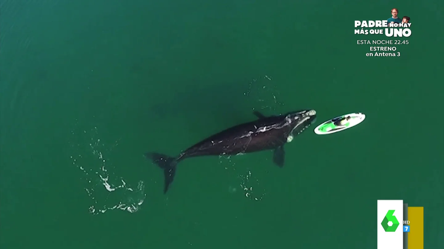 ballena ballena