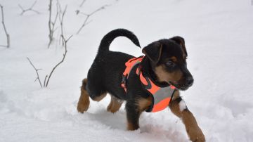 Imagen de archivo de un perro Jagdterrier 